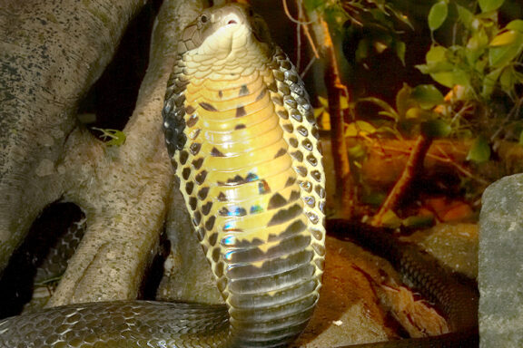 King Snake vs Cobra: Predator & Prey Guide