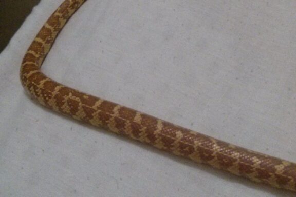 King Snake vs Corn Snake: Species Comparison