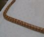 King Snake vs Corn Snake: Species Comparison