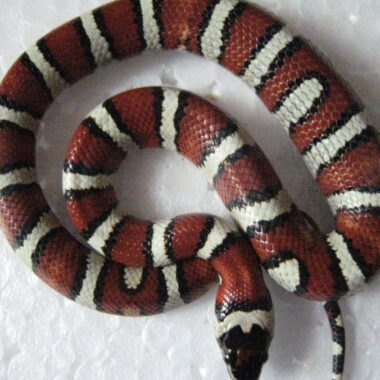 King Snake vs Milk Snake: Visual Guide