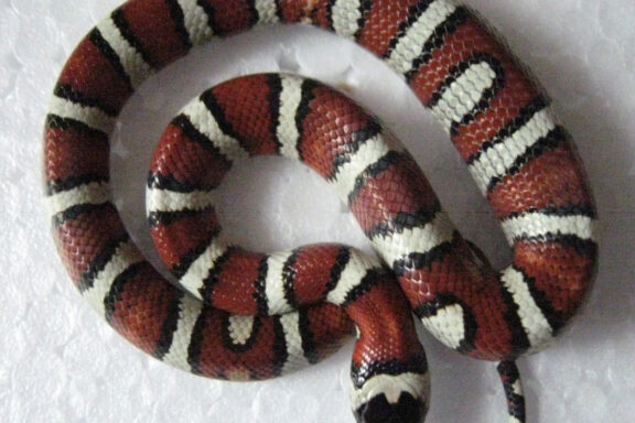 King Snake vs Milk Snake: Visual Guide