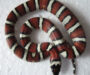 King Snake vs Milk Snake: Visual Guide