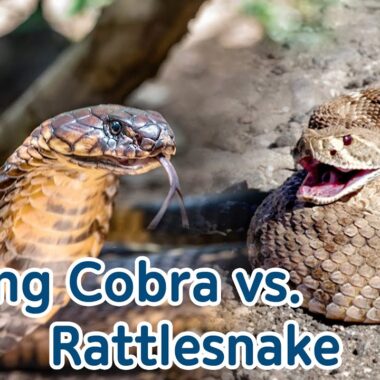 King Snake vs Rattlesnake: Battle of Serpents