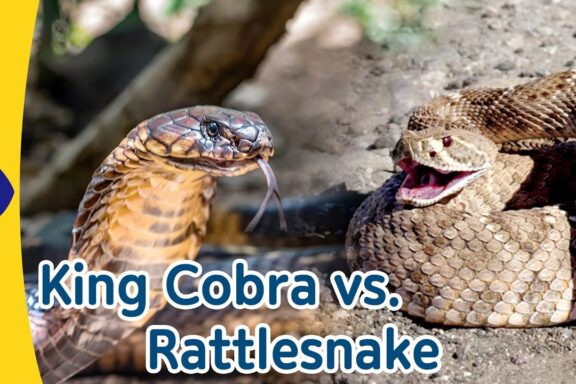 King Snake vs Rattlesnake: Battle of Serpents