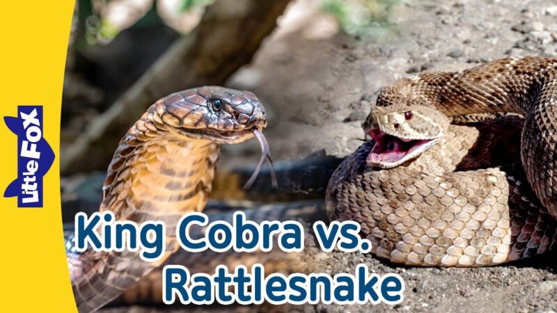 King Snake vs Rattlesnake: Battle of Serpents