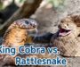 King Snake vs Rattlesnake: Battle of Serpents