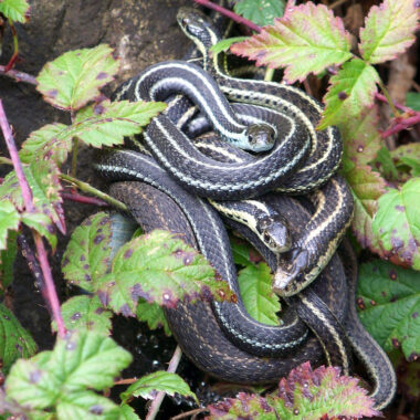 King Snakes and Agriculture: Benefits Guide