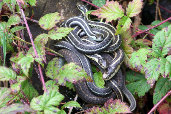 King Snakes and Agriculture: Benefits Guide