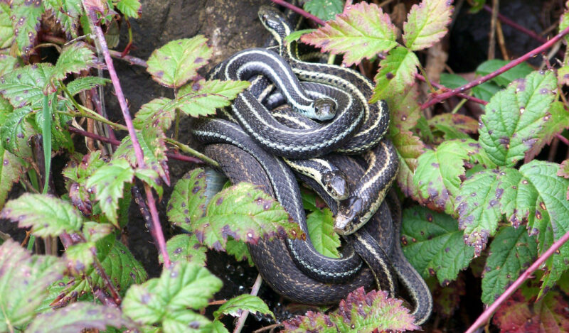 King Snakes and Agriculture: Benefits Guide