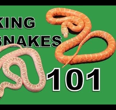 King Snakes as Pets: Complete Care Manual