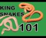 King Snakes as Pets: Complete Care Manual