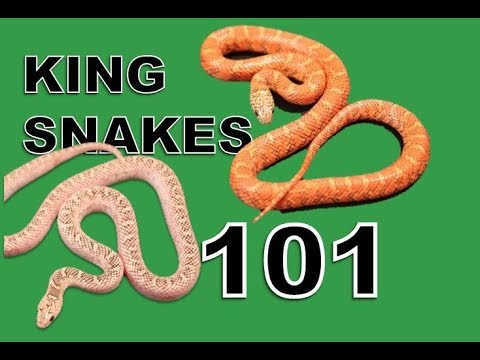 King Snakes as Pets: Complete Care Manual