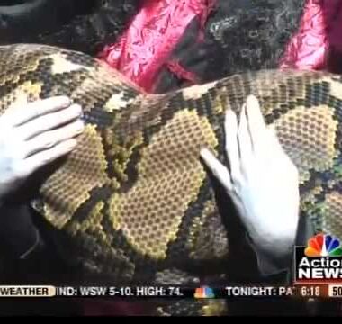 Largest Anaconda in Captivity: Record Holders