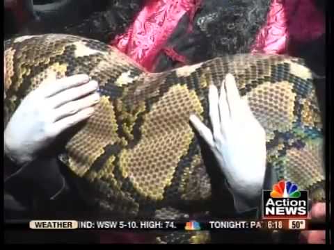 Largest Anaconda in Captivity: Record Holders