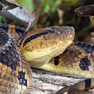 Largest Water Snake Ever Recorded: Size Records