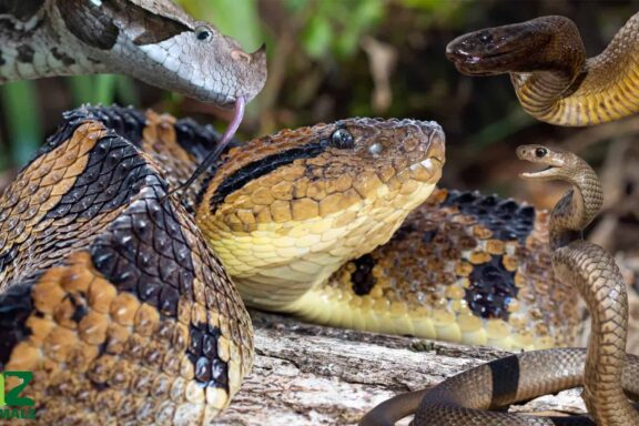 Largest Water Snake Ever Recorded: Size Records