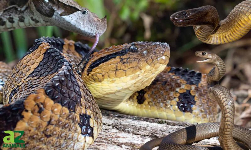 Largest Water Snake Ever Recorded: Size Records