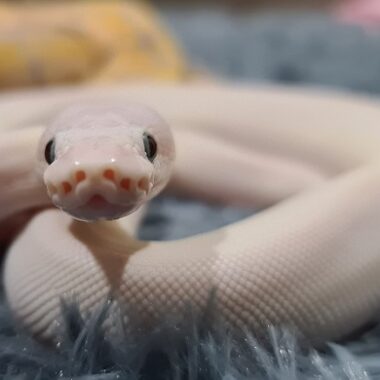 Leucistic Ball Pythons: Morph Details & Care