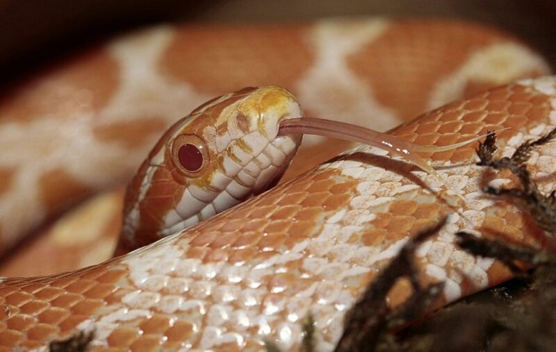 Maintaining Proper Humidity for Corn Snakes