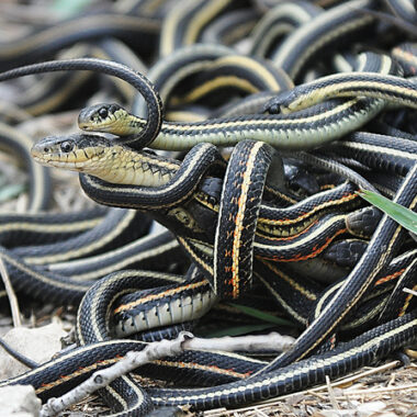 Male vs Female Garter Snake: Gender Differences