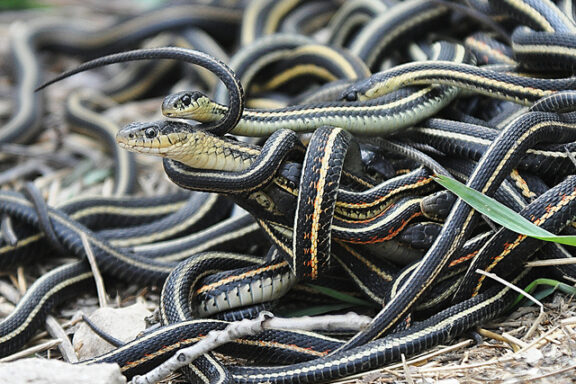 Male vs Female Garter Snake: Gender Differences