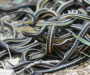 Male vs Female Garter Snake: Gender Differences