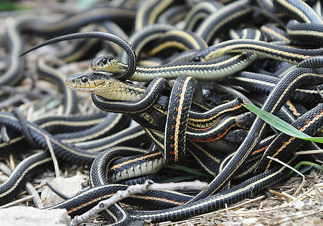 Male vs Female Garter Snake: Gender Differences