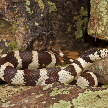 Mexican King Snake: Care & Habitat Essentials