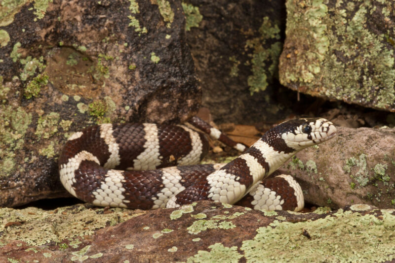 Mexican King Snake: Care & Habitat Essentials