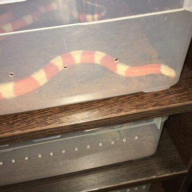 Milk Snake Albino: Essential Care & Characteristics