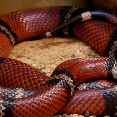 Milk Snake Bite: What You Need to Know