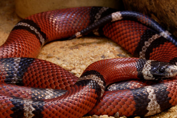 Milk Snake Bite: What You Need to Know