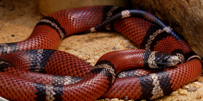 Milk Snake Bite: What You Need to Know