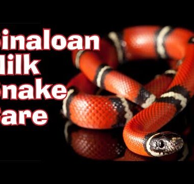 Milk Snake Colors: Guide to Natural & Morph Patterns