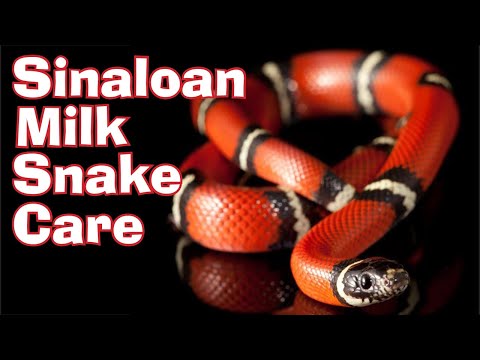 Milk Snake Colors: Guide to Natural & Morph Patterns