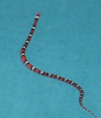 Milk Snake Facts: Essential Knowledge for Owners