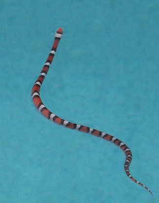 Milk Snake Facts: Essential Knowledge for Owners