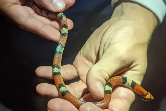 Milk Snake Full Grown: Adult Size & Development Guide