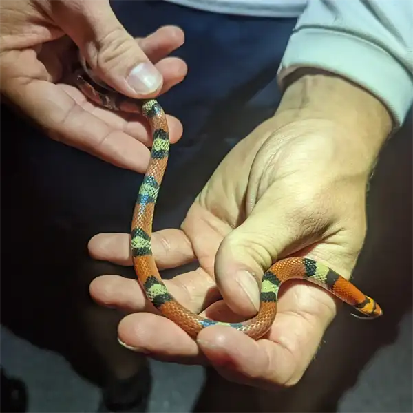 Milk Snake Full Grown: Adult Size & Development Guide