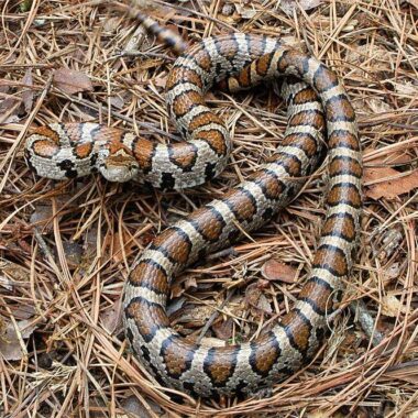 Milk Snake Humidity: Perfect Environmental Setup