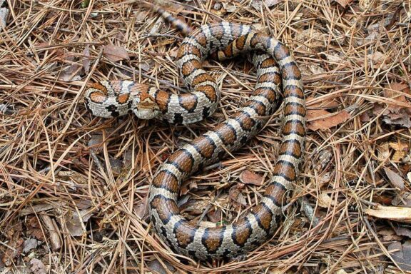 Milk Snake Humidity: Perfect Environmental Setup