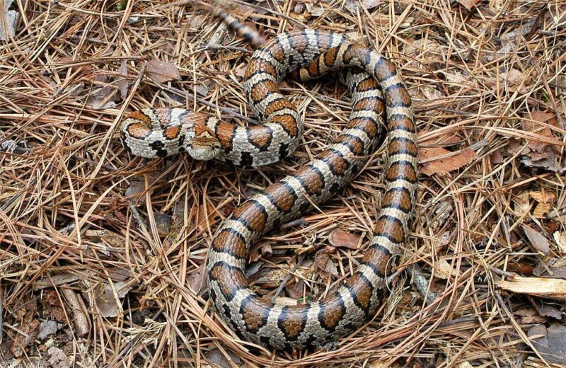 Milk Snake Humidity: Perfect Environmental Setup