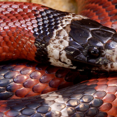 Milk Snake Look Alike: Identifying Similar Species