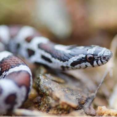 Milk Snake Predators: Natural Threats & Protection