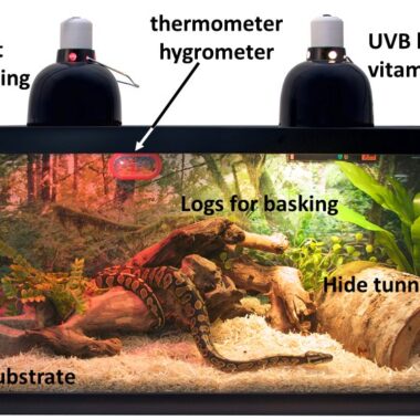 Milk Snake Tank Size: Proper Housing Requirements