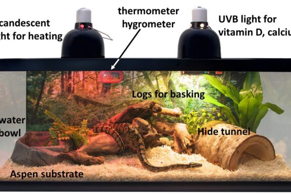 Milk Snake Tank Size: Proper Housing Requirements