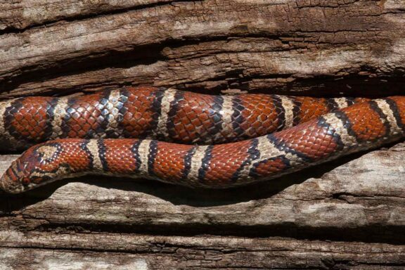 Milk Snake Temperament: Understanding Their Nature