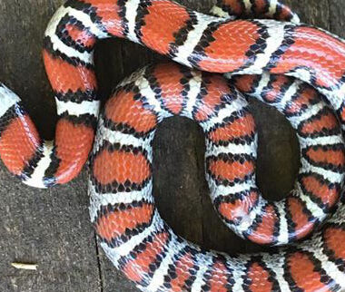 Milk Snake Types: Popular Varieties & Patterns Guide