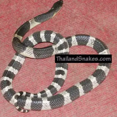 Milk Snake Venom: Truth Behind the Common Myth