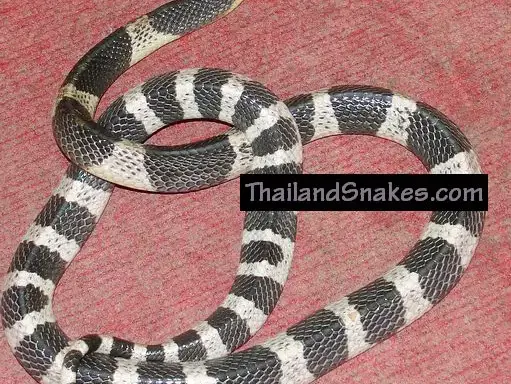 Milk Snake Venom: Truth Behind the Common Myth